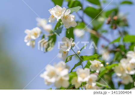 White jasmine blossoms on green branches against soft blue sky White jasmine blossoms on green branches against soft blue sky 141100404