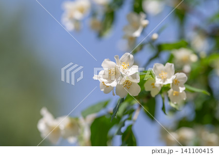 White jasmine blossoms on a sunlit green branch White jasmine blossoms on a sunlit green branch 141100415