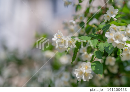 White shrub branch with clusters of delicate blossoms 141100488