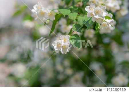 White jasmine-like flowers amid green leaves in soft sunlight 141100489