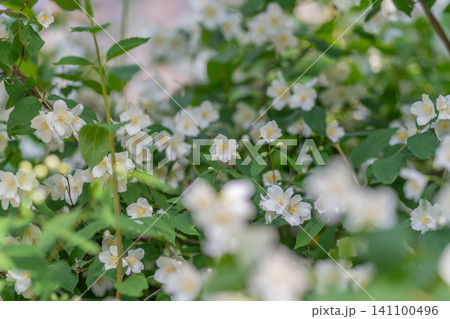 White jasmine-like flowers amid green leaves in soft sunlight White jasmine-like flowers amid green leaves in soft sunlight 141100496