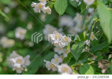 White jasmine-like flowers amid green leaves in soft sunlight White jasmine-like flowers amid green leaves in soft sunlight 141100506