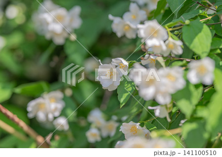 White jasmine-like flowers amid green leaves in soft sunlight White jasmine-like flowers amid green leaves in soft sunlight 141100510