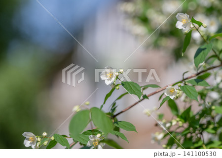 White jasmine blossoms on leafy branch against soft background 141100530
