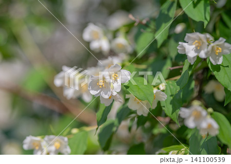 White jasmine blossoms on leafy green branches in sunlight 141100539
