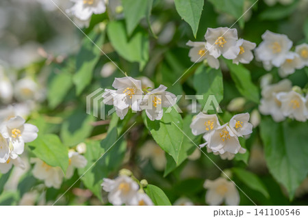 White jasmine blossoms on leafy green shrub in soft daylight 141100546