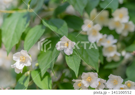 White jasmine blossoms on leafy green shrub in soft daylight 141100552