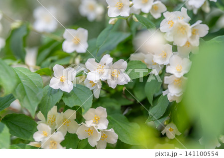 Cluster of white jasmine flowers with green leaves Cluster of white jasmine flowers with green leaves 141100554