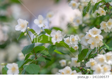 Fragrant white jasmine flowers on green leafy shrub in soft light Fragrant white jasmine flowers on green leafy shrub in soft light 141100577