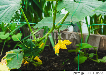 A young cucumber bush blooming with yellow flowers and a small vegetable in the garden A young cucumber bush blooming with yellow flowers and a small vegetable in the garden 141100584