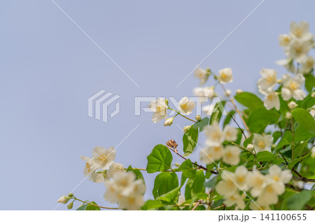 White jasmine blossoms on sunlit branch against pale blue sky White jasmine blossoms on sunlit branch against pale blue sky 141100655