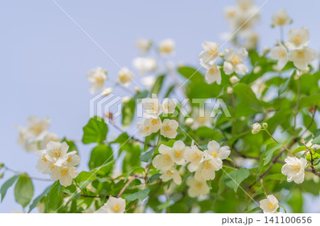 Branch of white jasmine blossoms against pale sky 141100656