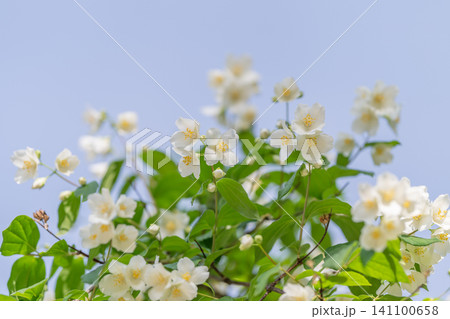 Jasmine blossoms on green branches against pale blue sky Jasmine blossoms on green branches against pale blue sky 141100658