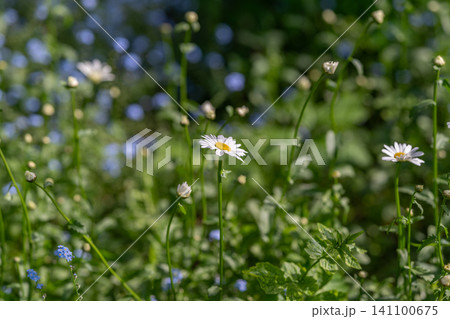 Field daisies and tiny blue wildflowers in sunlight Field daisies and tiny blue wildflowers in sunlight 141100675