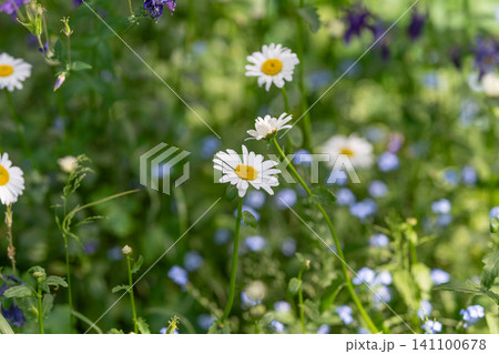 Wild meadow daisies and blue wildflowers in soft sunlight Wild meadow daisies and blue wildflowers in soft sunlight 141100678