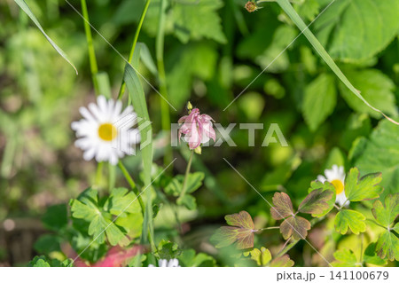 Wildflower meadow with daisy and pink bud among green foliage Wildflower meadow with daisy and pink bud among green foliage 141100679