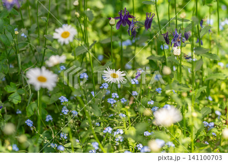 Sunlit wildflower meadow with daisies, forget-me-nots and columbine 141100703