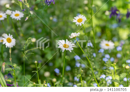 Daisy flowers and meadow wildflowers in soft daylight 141100705