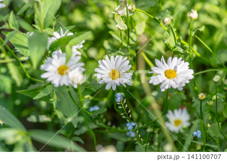 White daisy flowers in green meadow with sunlight 141100707
