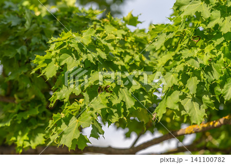 Sunlit green maple leaves on a tree branch Sunlit green maple leaves on a tree branch 141100782
