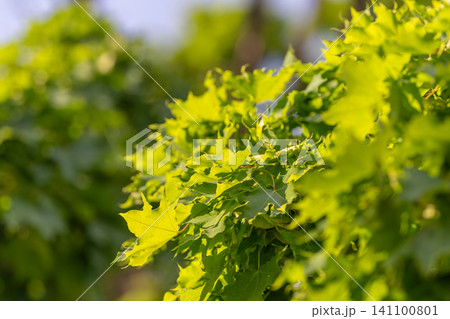Sunlit green maple leaves on a summer branch Sunlit green maple leaves on a summer branch 141100801