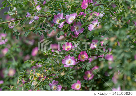 Wild pink rose blossoms on dense green shrub in sunlight Wild pink rose blossoms on dense green shrub in sunlight 141100820