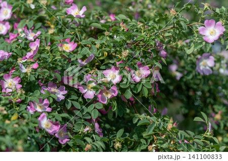 Wild rose bushes with pink blossoms and green foliage in sunlight Wild rose bushes with pink blossoms and green foliage in sunlight 141100833