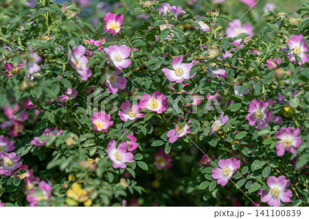 Wild rose bushes with pink blossoms in sunlight Wild rose bushes with pink blossoms in sunlight 141100839