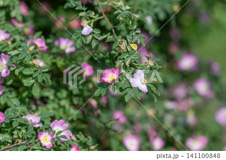 Wild rose shrub with pink blooms and green foliage in soft natural light Wild rose shrub with pink blooms and green foliage in soft natural light 141100848