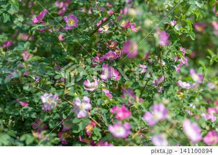 Dense shrub covered in small pink wild roses and green foliage Dense shrub covered in small pink wild roses and green foliage 141100894