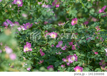 Wild rose bushes with pink blossoms in dappled sunlight Wild rose bushes with pink blossoms in dappled sunlight 141100898