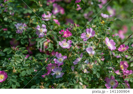 Wild rose bushes with blooming pink flowers in sunlit garden 141100904
