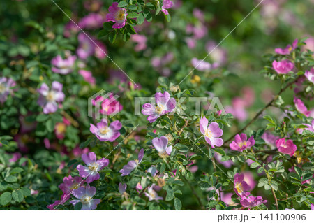 Wild rose bushes with pink blossoms in sunlit garden Wild rose bushes with pink blossoms in sunlit garden 141100906