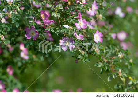 Branch of delicate pink wildflowers with green foliage Branch of delicate pink wildflowers with green foliage 141100913
