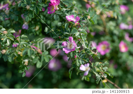 Wild rose blossoms on leafy green bush in soft natural light Wild rose blossoms on leafy green bush in soft natural light 141100915