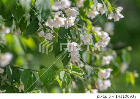 Delicate white jasmine blossoms on leafy green branches in soft sunlight Delicate white jasmine blossoms on leafy green branches in soft sunlight 141100938