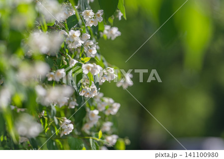 Close-up of small white blossoms on green stem 141100980
