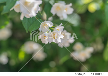 Delicate white jasmine blossoms on leafy green shrub in soft sunlight 141100996
