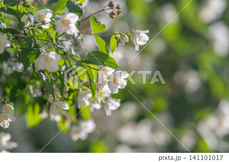 White jasmine blossoms on leafy branch with soft bokeh background 141101017