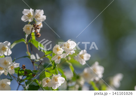 White jasmine blossoms on sunlit branch with green leaves White jasmine blossoms on sunlit branch with green leaves 141101026