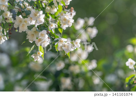 White jasmine blossoms on sunlit green branch White jasmine blossoms on sunlit green branch 141101074