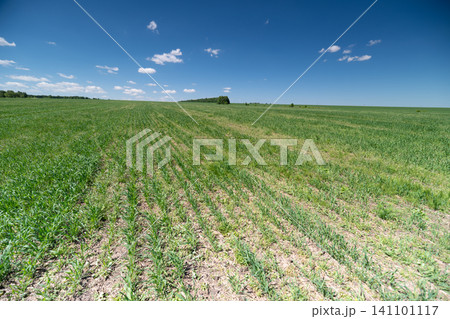 Wide green agricultural field under blue sky with scattered clouds Wide green agricultural field under blue sky with scattered clouds 141101117