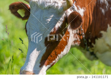 Close-up of grazing brown and white cow in sunlit meadow Close-up of grazing brown and white cow in sunlit meadow 141101171