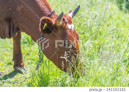 Brown cow grazing in sunlit green meadow Brown cow grazing in sunlit green meadow 141101181