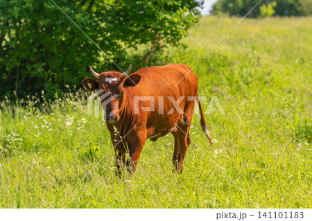 Red calf standing in sunlit green meadow Red calf standing in sunlit green meadow 141101183