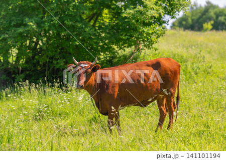 Red cow standing in green summer pasture near trees Red cow standing in green summer pasture near trees 141101194