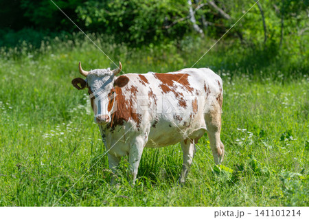 Brown and white cow standing in sunlit green meadow Brown and white cow standing in sunlit green meadow 141101214
