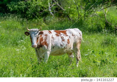 Brown and white cow grazing in sunlit meadow Brown and white cow grazing in sunlit meadow 141101227