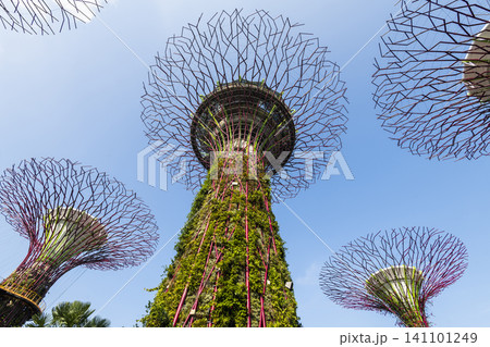 Low-angle view of the Supertree Grove at Gardens by the Bay in Singapore, there is an exhilarating light and musical show at night. Low-angle view of the Supertree Grove at Gardens by the Bay in Singapore, there is an exhilarating light and musical show at night. 141101249