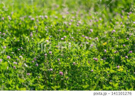 Sunlit meadow of green clover and small wildflowers Sunlit meadow of green clover and small wildflowers 141101276